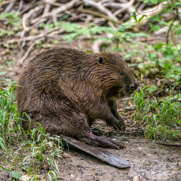 Adult Eurasian beaver, Castor fiber at a river in Munich, Bavaria in Germany