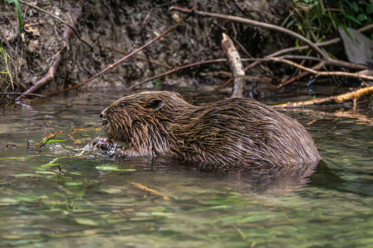 Adult Eurasian beaver, Castor fiber at a river in Munich, Bavaria in Germany