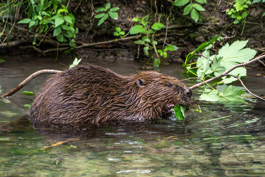 Adult Eurasian beaver, Castor fiber at a river in Munich, Bavaria in Germany