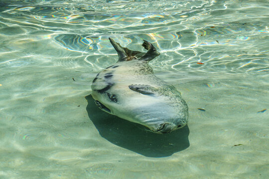 The harbor seal, Phoca vitulina is swimming in a basin in a German park