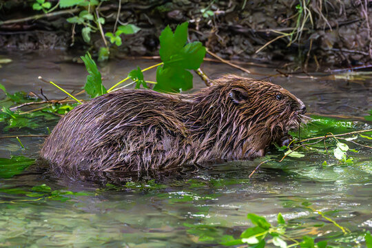 Adult Eurasian beaver, Castor fiber at a river in Munich, Bavaria in Germany