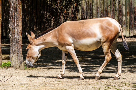 Persian onager, Equus hemionus onager. Captive-born animals that are extremely rare due to near extinction in the wild.