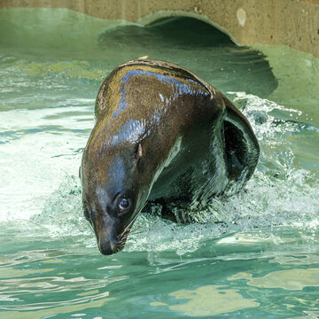 A Cape fur seal, Arctocephalus pusillus is swimming in a basin in a German park