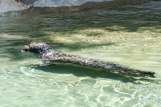 The harbor seal, Phoca vitulina is swimming in a basin in a German park