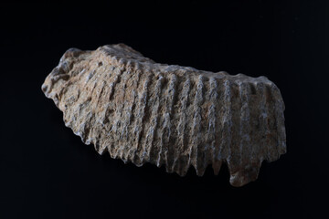 Rastellum oyster fossil © SHELL