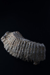 Rastellum oyster fossil © SHELL