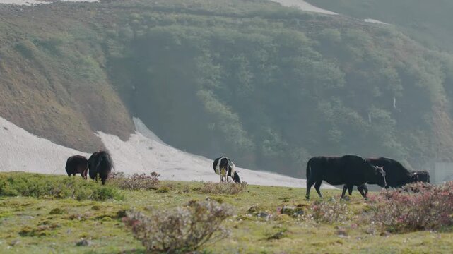  Group of black yaks grazing peacefully on a high-altitude alpine meadow