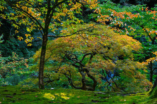 Portland Japanese Garden maple trees displaying autumn foliage