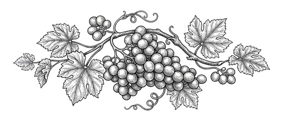 Naklejka premium Vine branch with grapes and leaves, black and white illustration