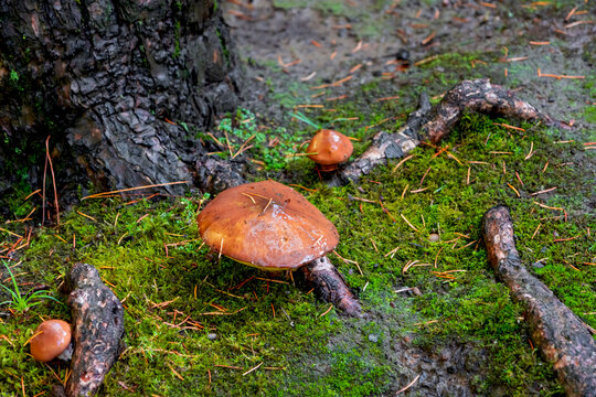 Forest floor mushrooms growing by tree roots