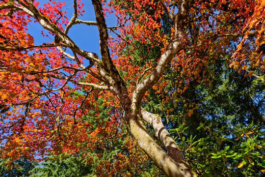 Autumn maple tree branches reaching bright blue sky