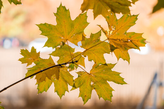 Maple leaves changing colors during autumn season