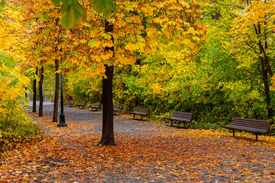Autumn path with colorful leaves and empty benches