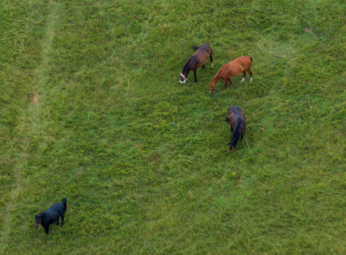 Aerial view of four horses grazing in a lush green field in Anyksciai, Utena County, Lithuania.