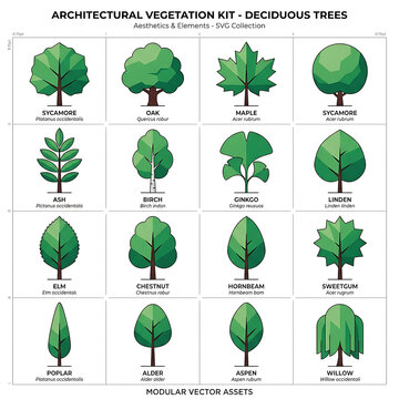 Comprehensive architectural collection of deciduous vector tree icon set including oak maple and birch for landscape design