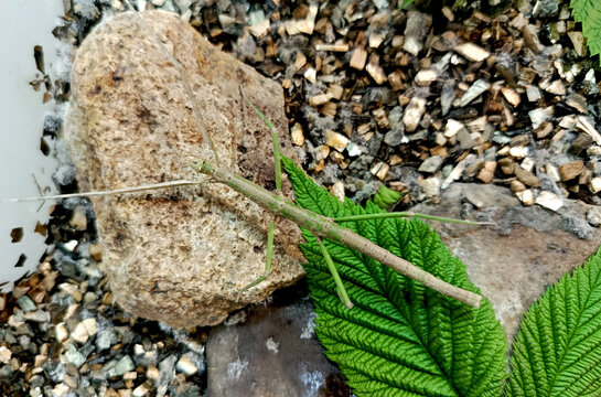 Stick insect Megaphasma dentricus on green leaf, natural habitat and insect keeping. Closeup view.