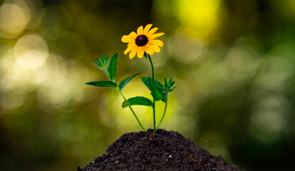 Fototapeta premium Flower plant on the soil in nature. Planting concept. Green sprout emerging from rich soil with warm sunlight. Renewal, sustainability, and agricultural growth. Sprouts on blurred green background.