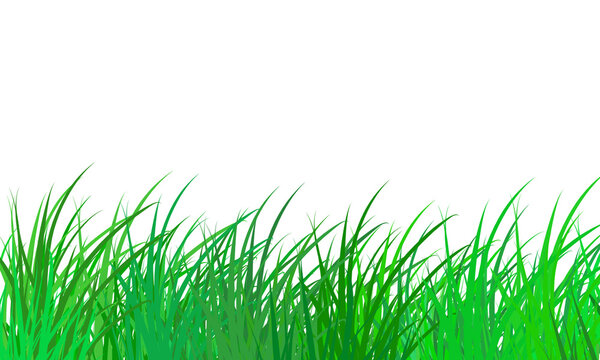 Fresh green grass blades isolated on transparent background for nature design elements