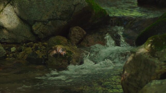清流の流れ