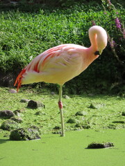 flamingo in the zoo © LegusPic