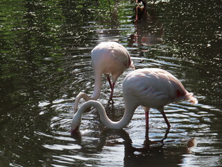 flamingo in the zoo © LegusPic