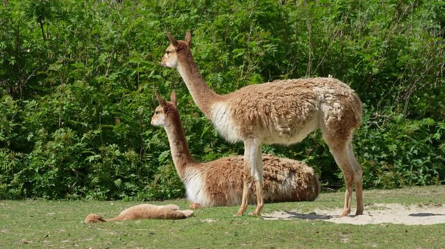 Baby Vicuna, Vicugna Vicugna, relatives of the llama which live in the high alpine areas of the Andes