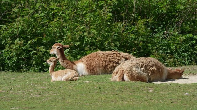 Baby Vicuna, Vicugna Vicugna, relatives of the llama which live in the high alpine areas of the Andes