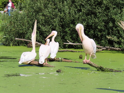pelicans in flight