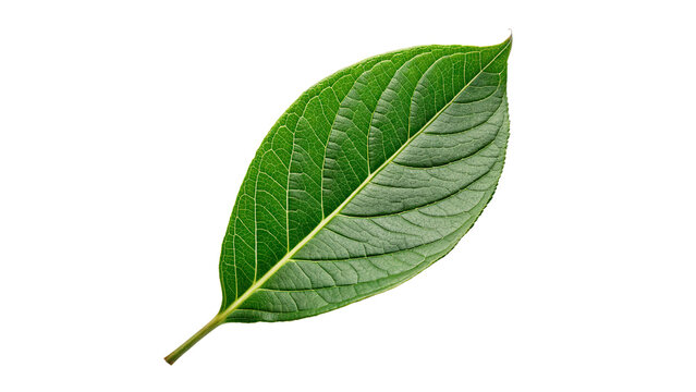 Single fresh vibrant green textured  tree leaf with detailed veins isolated on transparent background