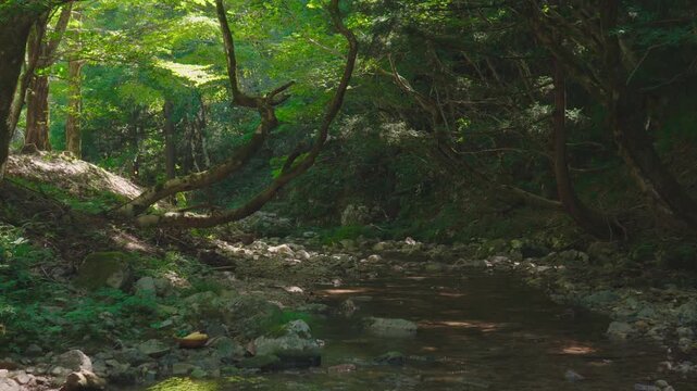 清流の流れ