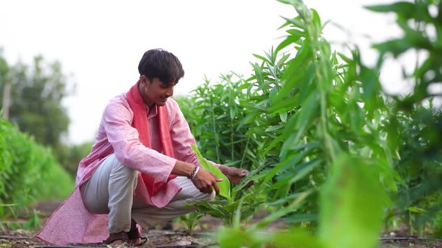 young indian farmer working at green agricultural field