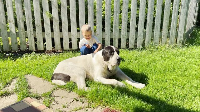 A large dog rests peacefully on green grass next to a boy near a white fence. This heartwarming scene feels calm and joyful.