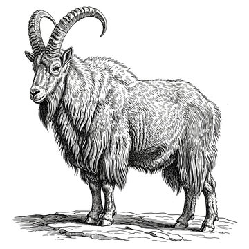Mountain goat, characterized by its long shaggy hair and impressive curved horns, stands confidently on a rocky outcrop in this detailed black and white illustration, showcasing its strong build.