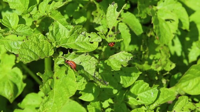 Colorado potato beetle - Leptinotarsa decemlineata on potato bushes. Pest of plants and agriculture. Treatment with pesticides. Insects are pests that damage plants.
