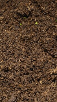 Growing plants time-lapse on dark fertile soil, symbol of business growth and success.