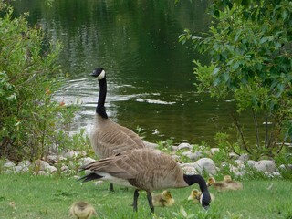 Canada geese and small goslings gather together on the green grass near a calm lake water surface. © GFX Footage 