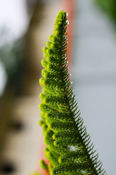 Close Up View of Norfolk Island Pine Branch Covered in Fresh Water Raindrops