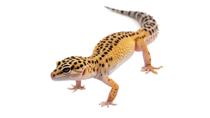 Small wild colorful spotted leopard gecko lizard reptile walking wildlife animal isolated on transparent background © Anatoli