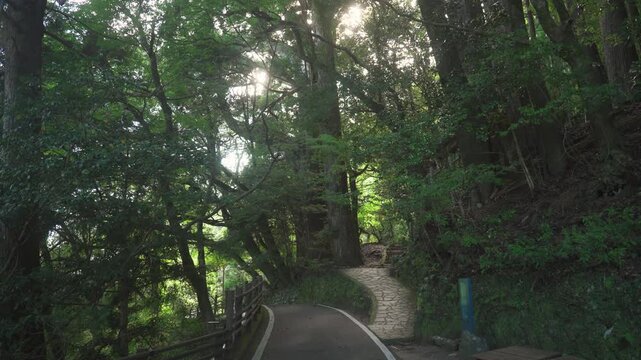 Ippo-sugi Cedar at Tsugizakura-oji, Nonaka, Nakahechi Route, Kumano Kodo, Tanabe, Wakayama, Japan　熊野古道 中辺路「継桜王子・野中の一方杉」和歌山県田辺市