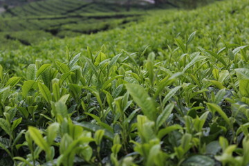 Fototapeta premium green tea field in spring