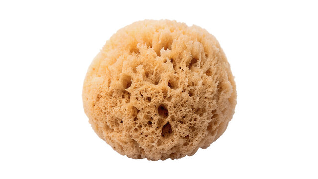 Single natural organic round beige sea sponge texture close up isolated on transparent background cut out