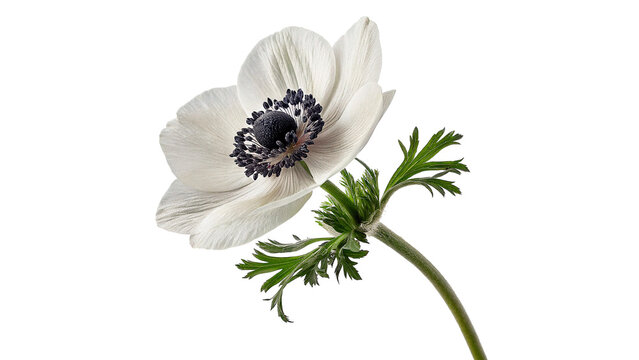 Elegant single white anemone flower blooming with dark green leaves isolated on transparent background cut out