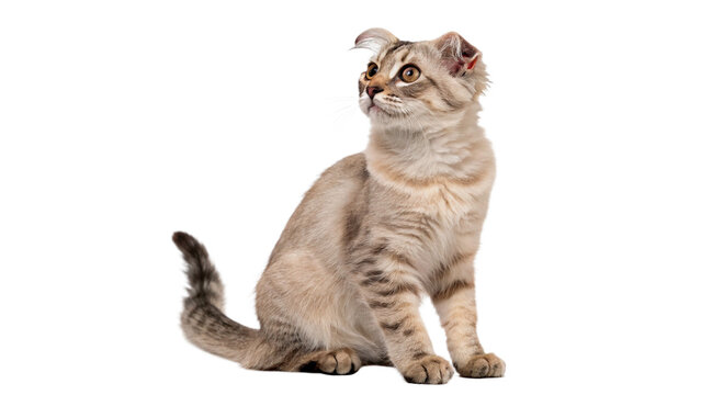 Cute fluffy young scottish fold kitten sitting and looking up curiously isolated on transparent background cut out