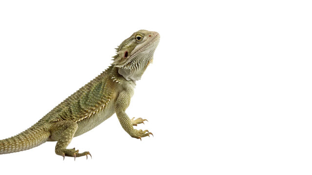 Small wild colorful bearded dragon lizard reptile standing wildlife animal asset isolated on transparent background