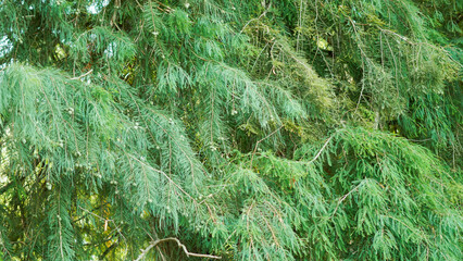 Close-up of lush, weeping green evergreen branches and fine foliage filled with small round cones © Наталья Добровольска