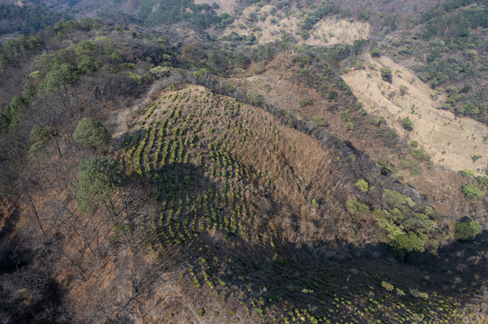 Aerial view of agave plants growing in rows on a hillside in the rural landscape of Santiago Matatlan, Oaxaca, Mexico.