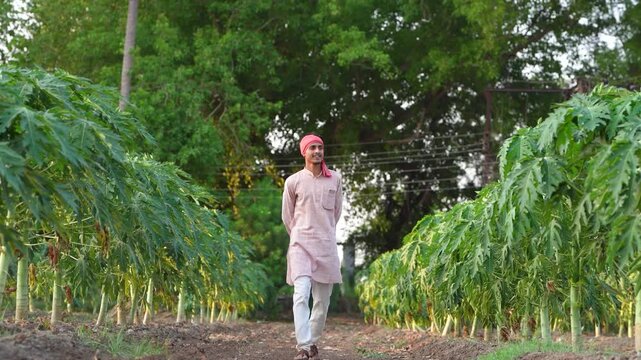 young indian farmer standing at green papaya field