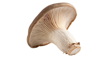 Single fresh raw organic brown king oyster mushroom cooking ingredient isolated on transparent background © Amelia