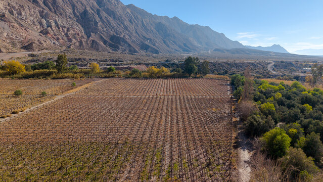 Aerial view of a vineyard with rows of dormant grapevines set against a backdrop of rugged mountains under a clear blue sky in San Juan, San Juan Province, Argentina.