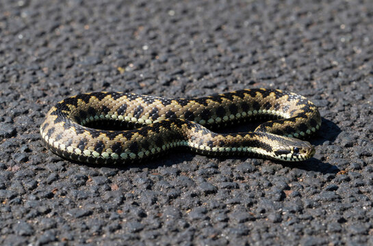 Common european adder snake lies on asphalt road. This venomous reptile has patterned scales and a dark zigzag marking. It appears injured or lethargic after potential traffic accident.